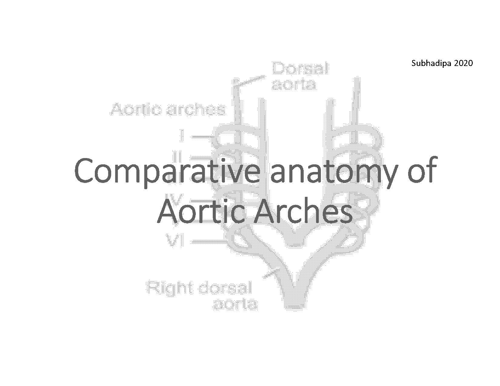 describe the modification of aortic arches in vertebrates