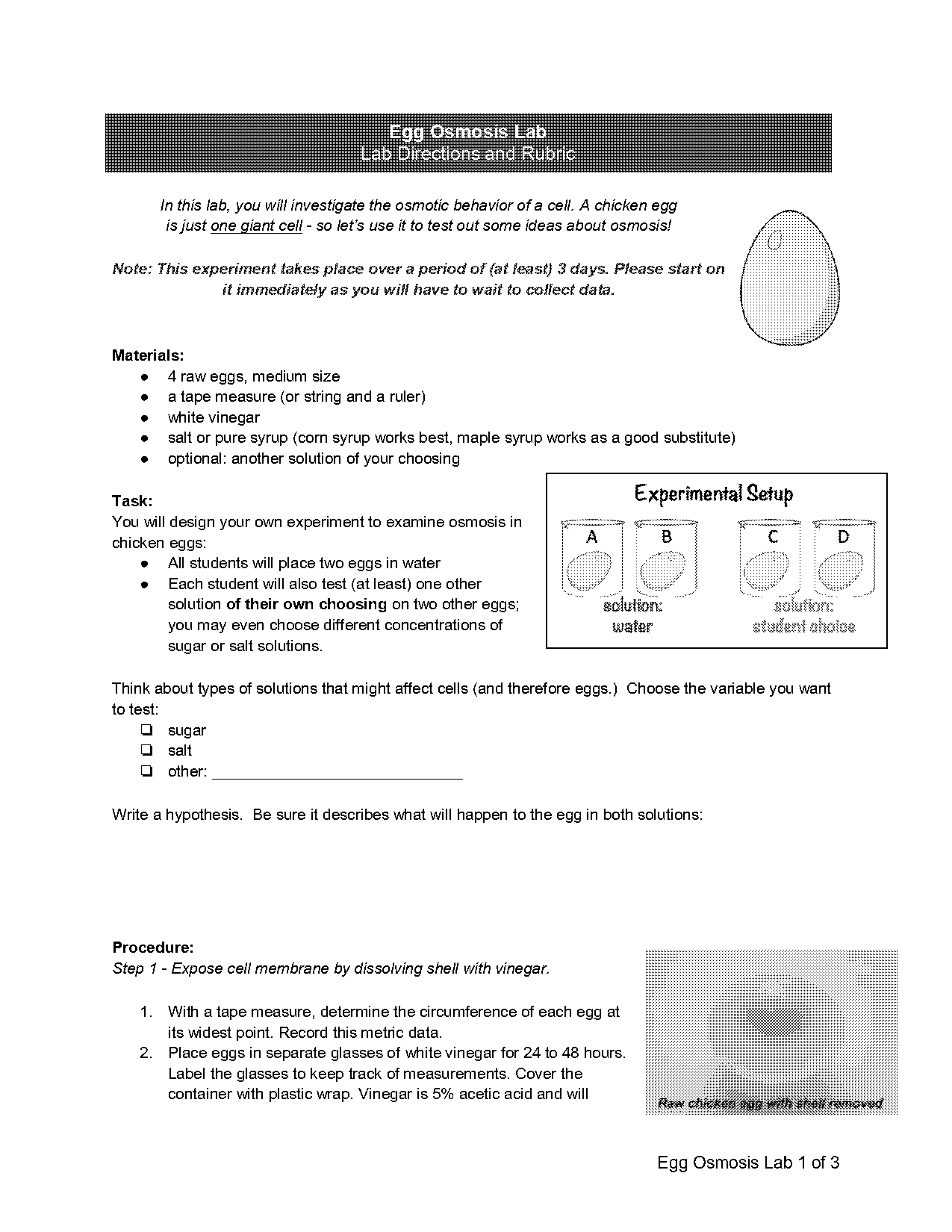 sample of osmosis egg lab report